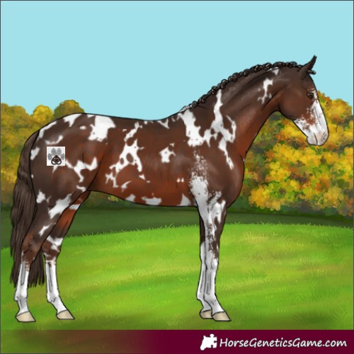 Horse Color:White Spotted Liver Chestnut Sabino 