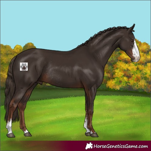 Horse Color:Liver Chestnut Sabino Rabicano 
