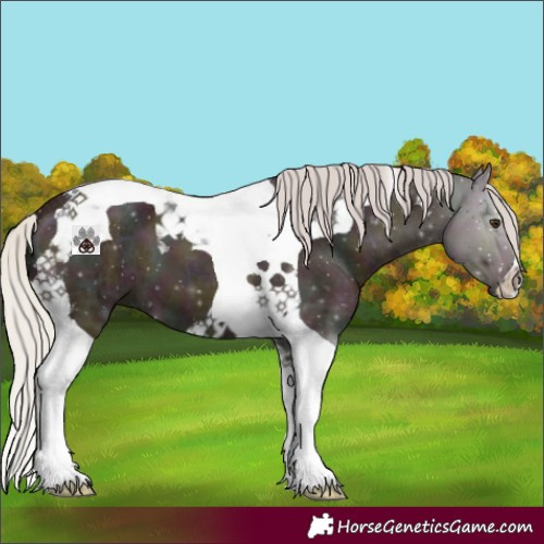 Horse Color:Midnight Silver Bay Ice Dun Tobiano