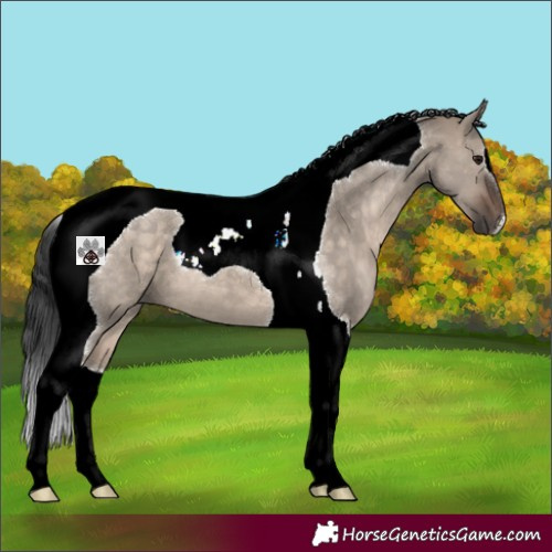 Horse Color:Brown Dun Tobiano 