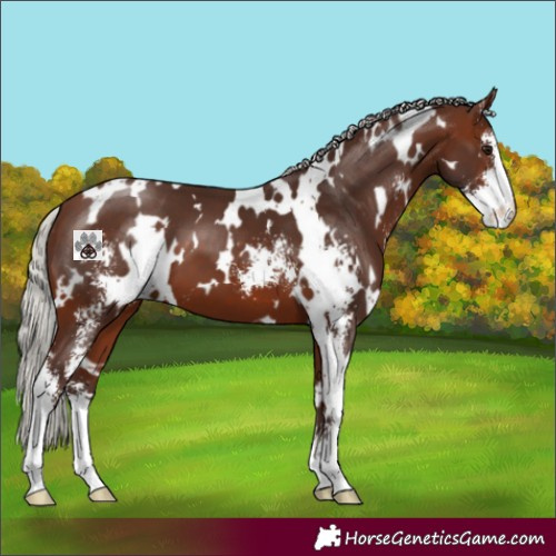 Horse Color:White Spotted Silver Brown Sabino