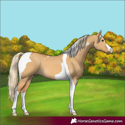 Horse Color:Palomino Dun Tobiano 