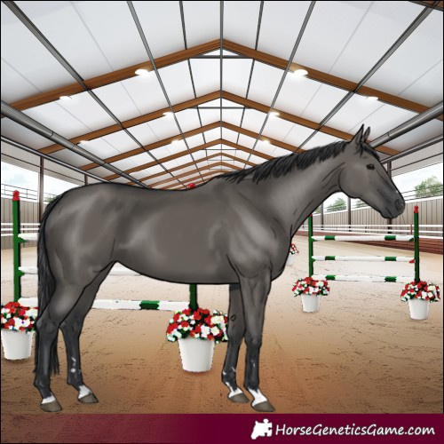 Horse Color:Grullo 