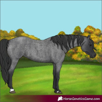 Horse Color:Blue Roan 