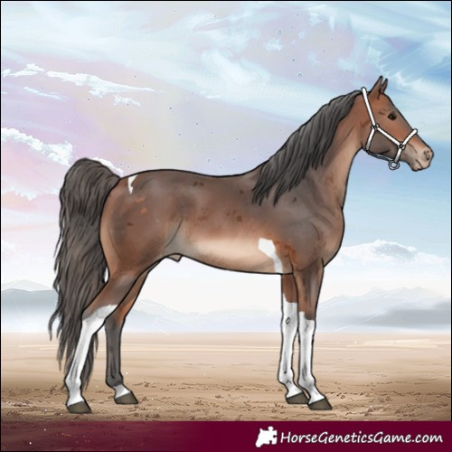 Horse Color:Bay Merle Tobiano Appaloosa