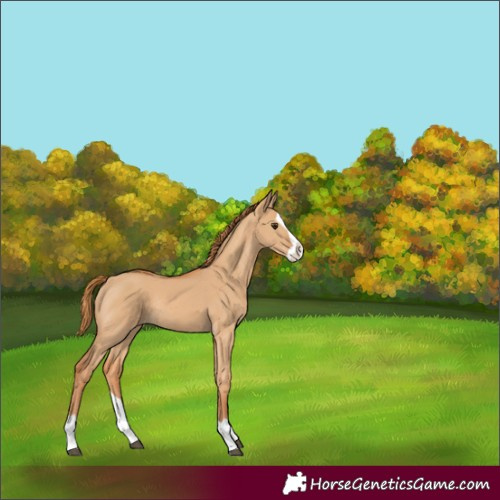 Horse Color:Red Dun Splash Rabicano 