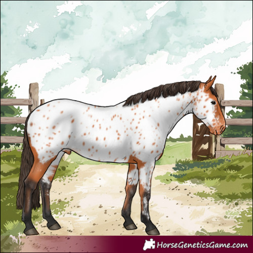 Horse Color:Bay Appaloosa 