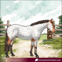 Horse Color:Bay Near Leopard 