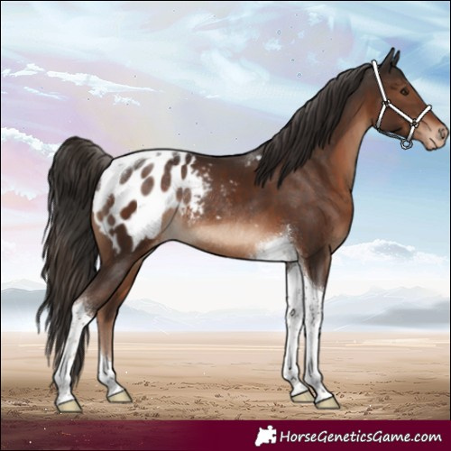 Horse Color:Liver Chestnut Tobiano Appaloosa Rabicano 