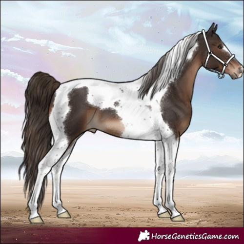 Horse Color:Liver Chestnut Tobiano 