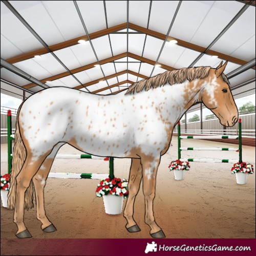 Horse Color:Chestnut Appaloosa 
