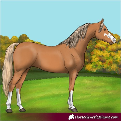 Horse Color:Chestnut 