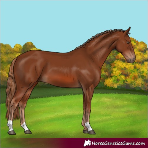 Horse Color:Chestnut 