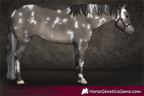 Horse Color:White Spotted Smoky Grullo Rabicano Brindle