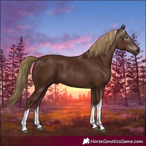 Horse Color:Gray White Spotted Chestnut 