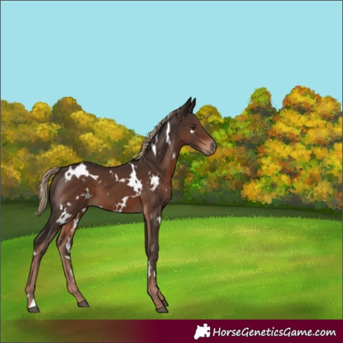 Horse Color:White Spotted Liver Chestnut 