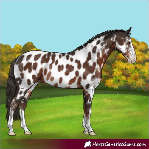 Horse Color:Liver Chestnut Sabino Appaloosa Rabicano 
