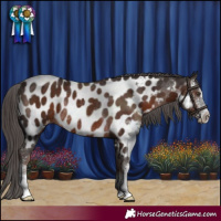 Horse Color:Liver Chestnut Sabino Appaloosa Rabicano 