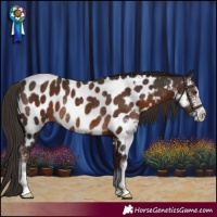 Horse Color:Liver Chestnut Sabino Appaloosa Rabicano 