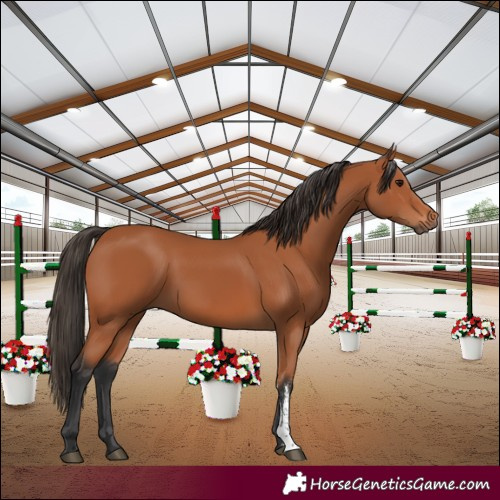Horse Color:Bay Sabino 