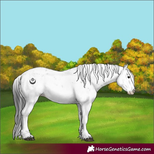 Horse Color:Grullo Sabino