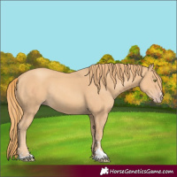 Horse Color:Gold Champagne Rabicano 