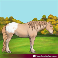Horse Color:Gold Champagne Varnish