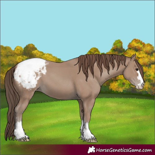 Horse Color:Classic Champagne Appaloosa 