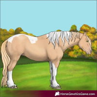 Horse Color:Gold Champagne Tobiano 