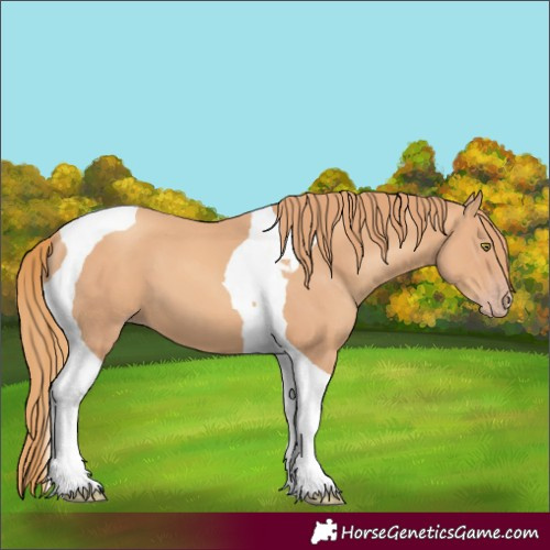 Horse Color:Gold Champagne Tobiano