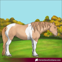 Horse Color:Gold Champagne Tobiano 