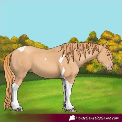 Horse Color:Gold Champagne Tobiano 