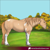 Horse Color:Gold Champagne Tobiano 