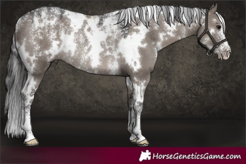 Horse Color:Powder White White Spotted Smoky Grullo Rabicano 