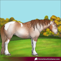 Horse Color:Gray Gold Champagne Tobiano