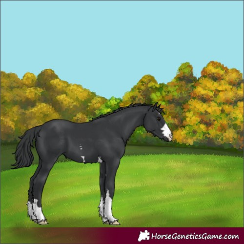 Horse Color:Black 