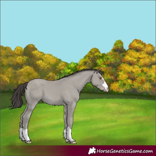 Horse Color:Classic Cream Champagne 