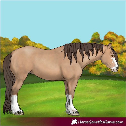 Horse Color:Amber Champagne 