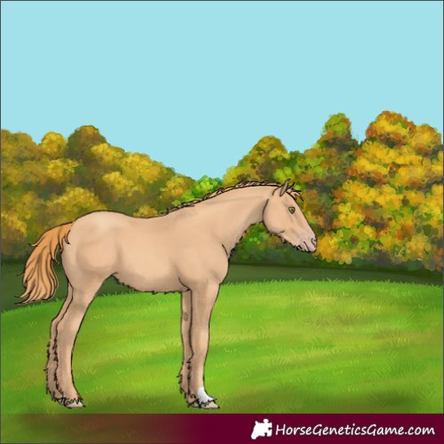 Horse Color:Gold Champagne 