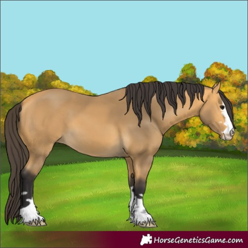Horse Color:Buckskin 