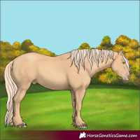 Horse Color:Gold Champagne