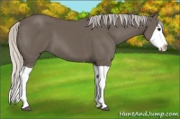 Horse Color:Silver Black Splash