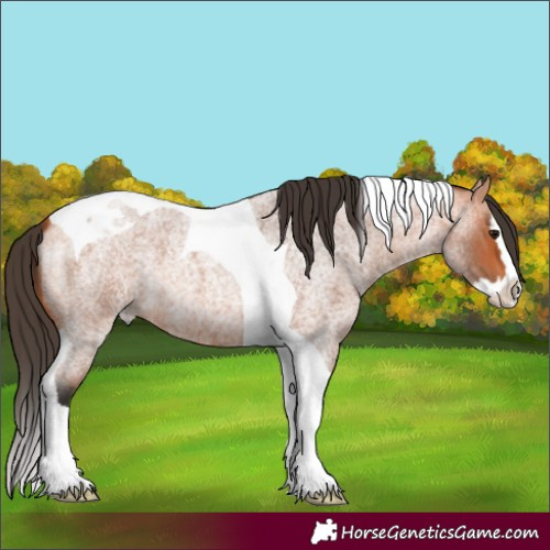 Horse Color:Bay Roan Splash Tobiano 
