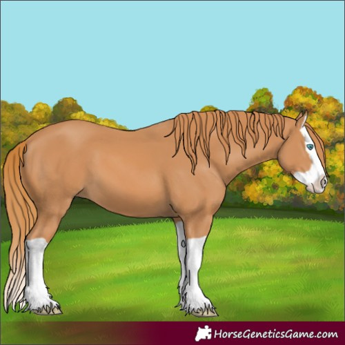 Horse Color:Chestnut Splash 