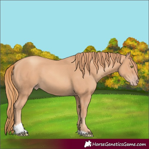 Horse Color:Gold Champagne Tobiano 