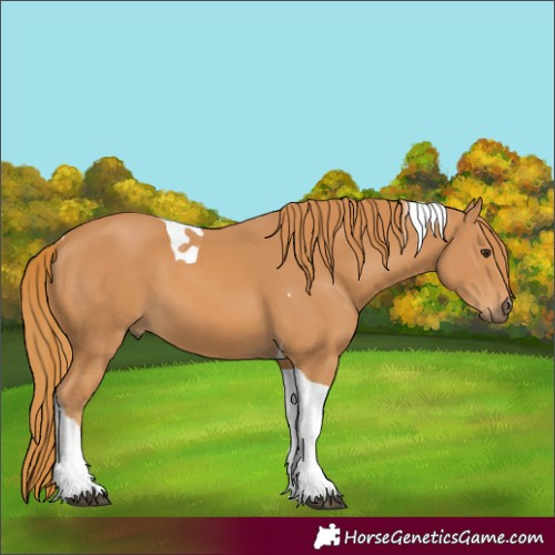 Horse Color:Chestnut Tobiano