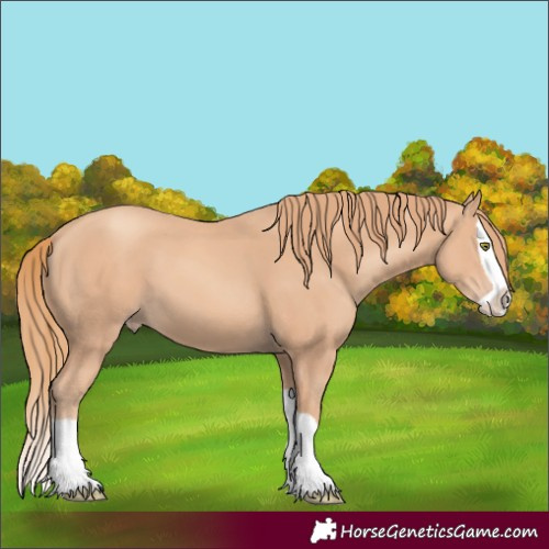 Horse Color:Gold Champagne Splash 