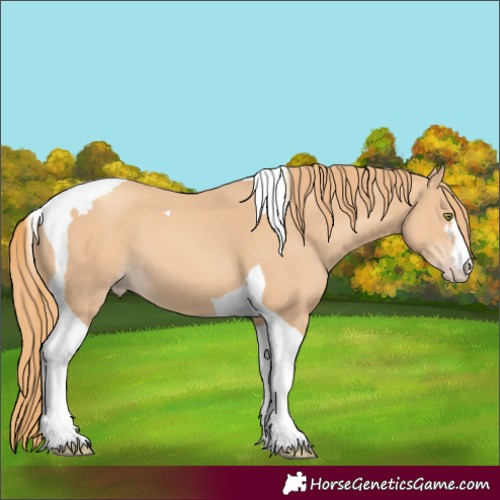 Horse Color:Gold Champagne Tobiano 