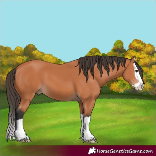 Horse Color:Bay Splash 