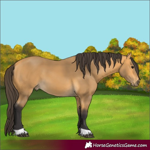 Horse Color:Buckskin 